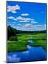 Grass growing in a river, Middle Branch Moose River, New York State Route 28, Adirondack Mountai...-null-Mounted Photographic Print