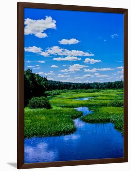 Grass growing in a river, Middle Branch Moose River, New York State Route 28, Adirondack Mountai...-null-Framed Photographic Print