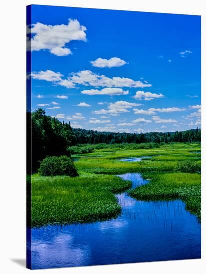 Grass growing in a river, Middle Branch Moose River, New York State Route 28, Adirondack Mountai...-null-Stretched Canvas