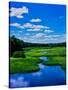 Grass growing in a river, Middle Branch Moose River, New York State Route 28, Adirondack Mountai...-null-Stretched Canvas