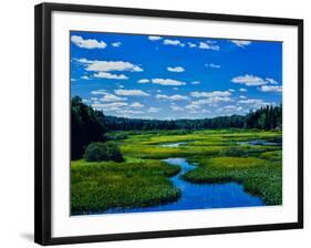 Grass growing in a river, Middle Branch Moose River, New York State Route 28, Adirondack Mountai...-null-Framed Photographic Print