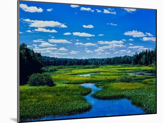 Grass growing in a river, Middle Branch Moose River, New York State Route 28, Adirondack Mountai...-null-Mounted Photographic Print
