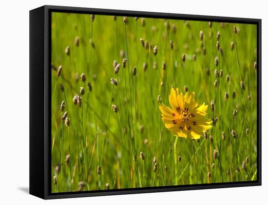 Grass Heads and Lone Coreopsis Flower Near Industry, Texas, USA-Darrell Gulin-Framed Stretched Canvas