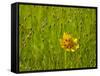 Grass Heads and Lone Coreopsis Flower Near Industry, Texas, USA-Darrell Gulin-Framed Stretched Canvas