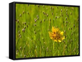 Grass Heads and Lone Coreopsis Flower Near Industry, Texas, USA-Darrell Gulin-Framed Stretched Canvas