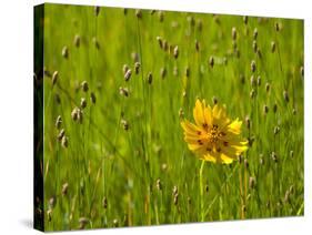 Grass Heads and Lone Coreopsis Flower Near Industry, Texas, USA-Darrell Gulin-Stretched Canvas