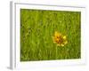 Grass Heads and Lone Coreopsis Flower Near Industry, Texas, USA-Darrell Gulin-Framed Photographic Print