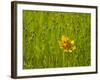 Grass Heads and Lone Coreopsis Flower Near Industry, Texas, USA-Darrell Gulin-Framed Photographic Print