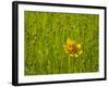 Grass Heads and Lone Coreopsis Flower Near Industry, Texas, USA-Darrell Gulin-Framed Photographic Print