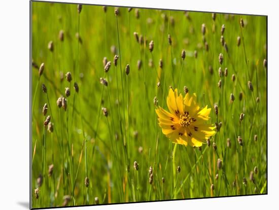 Grass Heads and Lone Coreopsis Flower Near Industry, Texas, USA-Darrell Gulin-Mounted Photographic Print