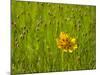 Grass Heads and Lone Coreopsis Flower Near Industry, Texas, USA-Darrell Gulin-Mounted Photographic Print