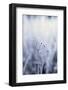 Grass, Hoarfrost, Sunlight, Grass, Frost, Froze, Back Light, Season, Winter, Maturity-Nora Frei-Framed Photographic Print