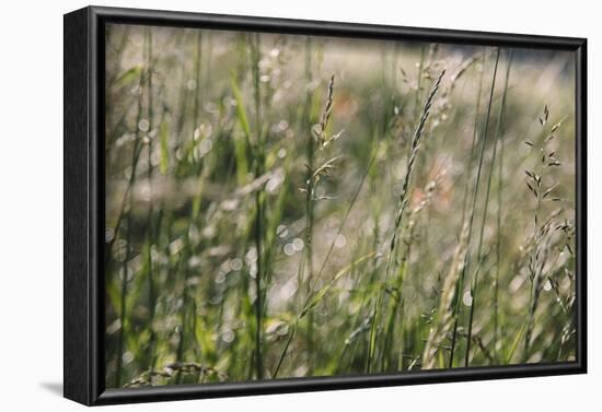 Grass in the sunlight.-Nadja Jacke-Framed Photographic Print