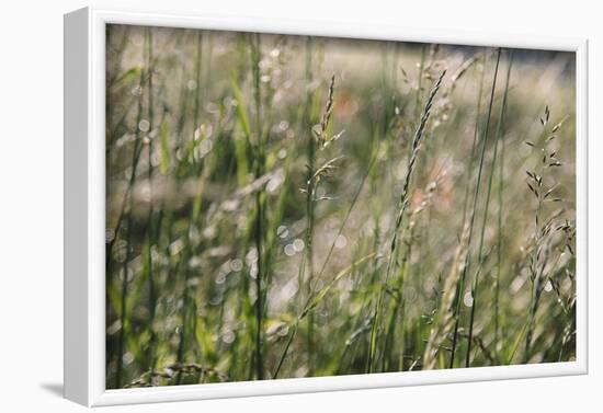 Grass in the sunlight.-Nadja Jacke-Framed Photographic Print