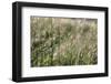 Grass in the sunlight.-Nadja Jacke-Framed Photographic Print