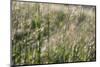 Grass in the sunlight.-Nadja Jacke-Mounted Photographic Print