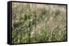 Grass in the sunlight.-Nadja Jacke-Framed Stretched Canvas