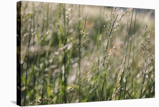 Grass in the sunlight.-Nadja Jacke-Stretched Canvas