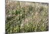 Grass in the sunlight.-Nadja Jacke-Mounted Photographic Print