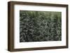 Grass in the sunlight.-Nadja Jacke-Framed Photographic Print