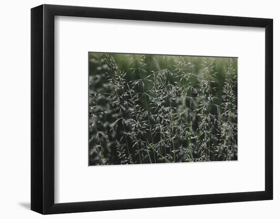 Grass in the sunlight.-Nadja Jacke-Framed Photographic Print