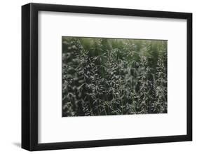 Grass in the sunlight.-Nadja Jacke-Framed Photographic Print