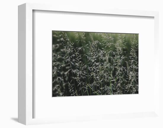 Grass in the sunlight.-Nadja Jacke-Framed Photographic Print