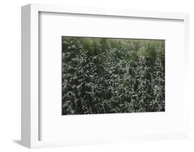 Grass in the sunlight.-Nadja Jacke-Framed Photographic Print