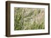 Grass in the sunlight.-Nadja Jacke-Framed Photographic Print