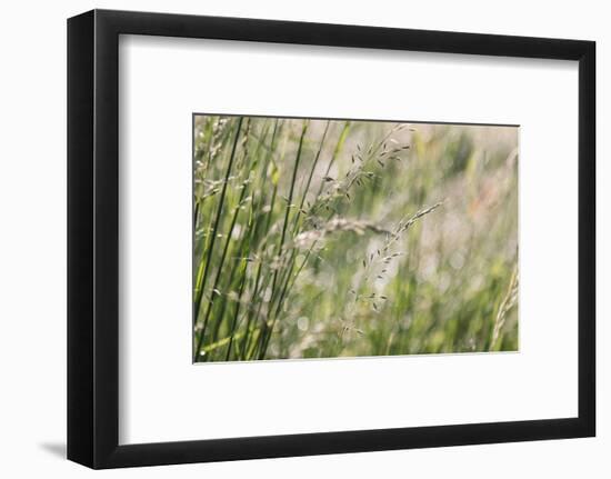 Grass in the sunlight.-Nadja Jacke-Framed Photographic Print