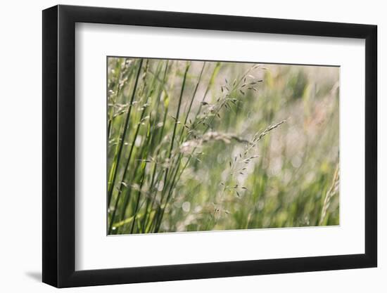 Grass in the sunlight.-Nadja Jacke-Framed Photographic Print