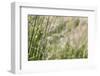 Grass in the sunlight.-Nadja Jacke-Framed Photographic Print