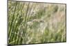 Grass in the sunlight.-Nadja Jacke-Mounted Photographic Print