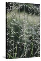 Grass in the sunlight.-Nadja Jacke-Stretched Canvas