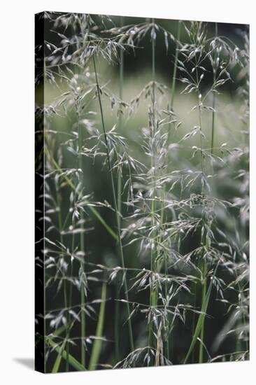 Grass in the sunlight.-Nadja Jacke-Stretched Canvas