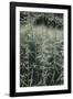 Grass in the sunlight.-Nadja Jacke-Framed Photographic Print