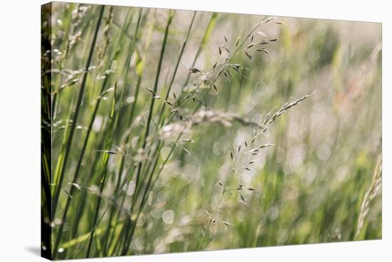 Grass in the sunlight.-Nadja Jacke-Stretched Canvas