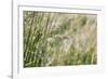 Grass in the sunlight.-Nadja Jacke-Framed Photographic Print