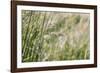 Grass in the sunlight.-Nadja Jacke-Framed Photographic Print