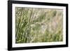 Grass in the sunlight.-Nadja Jacke-Framed Photographic Print