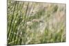 Grass in the sunlight.-Nadja Jacke-Mounted Photographic Print