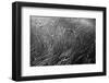 Grass in the Water-ginton-Framed Photographic Print