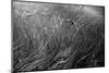 Grass in the Water-ginton-Mounted Photographic Print