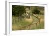 Grass lined pathway, Los Glaciares National Park, Argentina, South America, Patagonia-Adam Jones-Framed Photographic Print