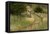 Grass lined pathway, Los Glaciares National Park, Argentina, South America, Patagonia-Adam Jones-Framed Stretched Canvas