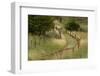 Grass lined pathway, Los Glaciares National Park, Argentina, South America, Patagonia-Adam Jones-Framed Photographic Print