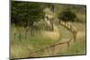 Grass lined pathway, Los Glaciares National Park, Argentina, South America, Patagonia-Adam Jones-Mounted Photographic Print