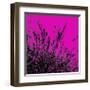 Grass (magenta), c.2011-Davide Polla-Framed Premium Giclee Print