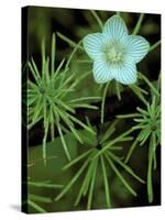 Grass of Parnassus Flower Growing Through Tamarack Tree Needles in Autumn, Michigan, USA-Mark Carlson-Stretched Canvas