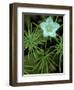 Grass of Parnassus Flower Growing Through Tamarack Tree Needles in Autumn, Michigan, USA-Mark Carlson-Framed Photographic Print